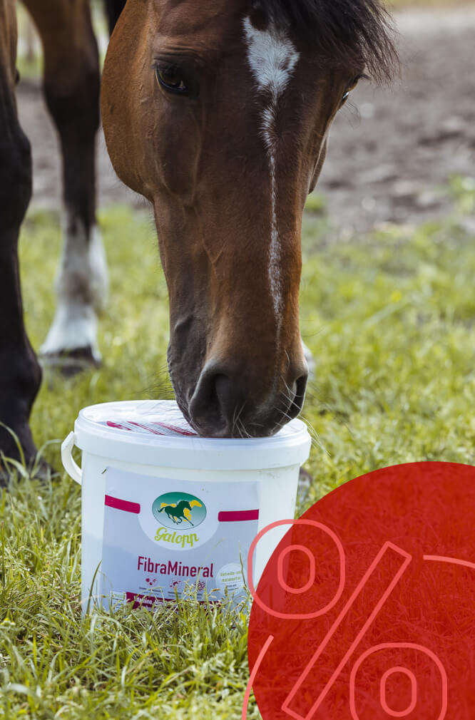 galopp pferd frisst pferdefutter